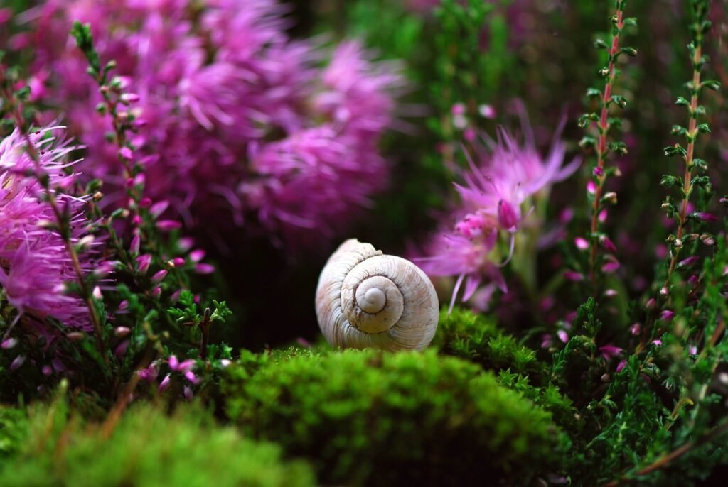 snail, shell, mollusk, gastropid, snail shell, animal, animal world, probe, casing, crawl, slowly, nature, close up, snail, snail, snail, snail, snail, shell