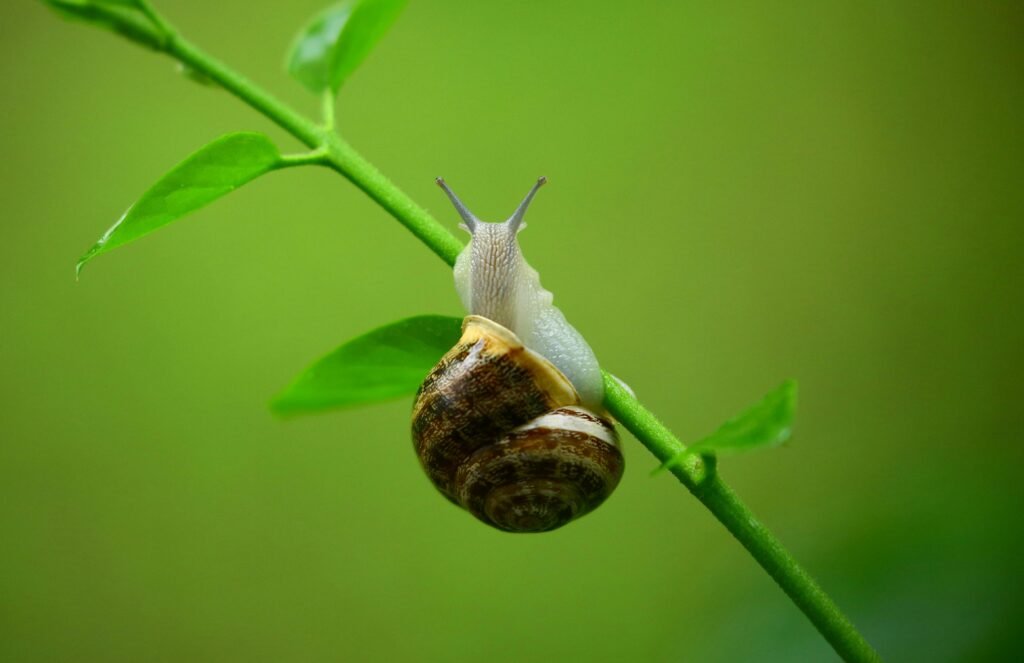 A snail climbing a green stem