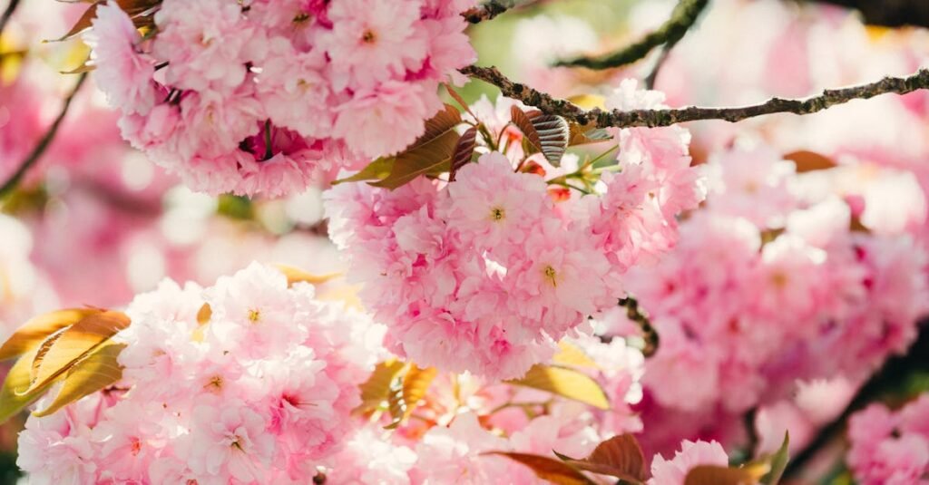 Close-up of light pink cherry blossoms blooming on a tree in springtime.