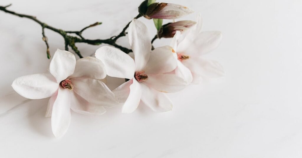 From above of delicate white fragrant Magnolia flowers lying on light marble surface under bright light